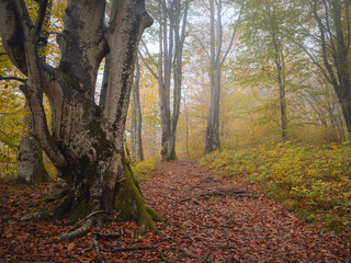 Enchanting hiking trail through idyllic foggy autumn forest in dreamy Plitvice lakes National Park. Spooky fantasy atmospheric mood in autumn woodland