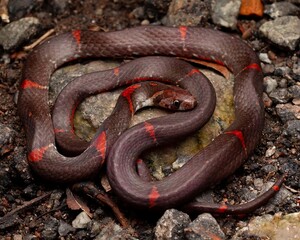 Obraz premium Colorful Snake Coiling on Rocky Ground