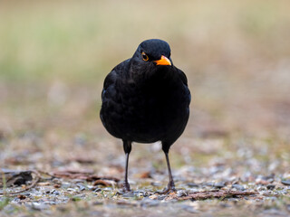Amsel (Turdus merula)