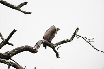 Images from a wildlife adventure through North Coast KZN, South Africa