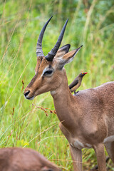 Images from a wildlife adventure through North Coast KZN, South Africa