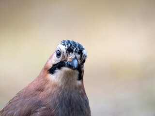 Eichelhäher (Garrulus glandarius)