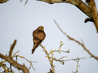 Turmfalke (Falco tinnunculus)