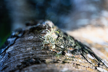 Images from a wildlife adventure through North Coast KZN, South Africa