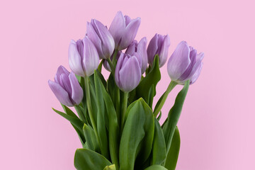 Purple tulips on pink background