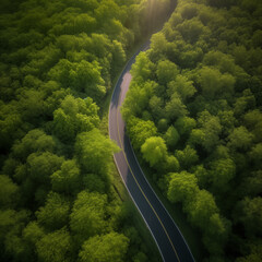 Serene Pathway: A Winding Green Road Through the Tranquil Forest