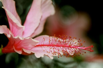 A vibrant pink hibiscus flower stands out amid a lush green background, displaying its delicate petals and intricate stamen under the warm sunlight, creating a peaceful, natural atmosphere