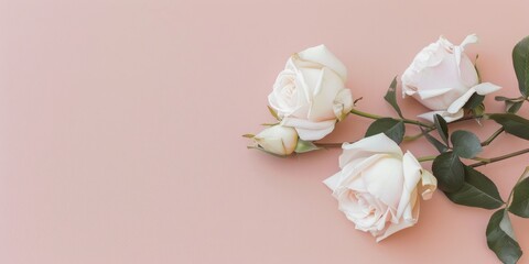 Fototapeta premium A contemporary minimalist theme featuring a soft blush rose background, Smooth surfaces and gentle gradients, Elegant minimalist style