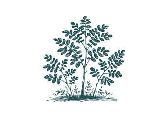 Moringa plant hand drawn sketch vector