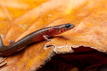 Fototapeta premium Lizard on Autumn Leaves in Nature Setting