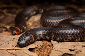Fototapeta premium Colorful Snake on Brown Leafy Ground