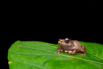 Obraz premium Small Frog Resting on Green Leaf in Dark Background