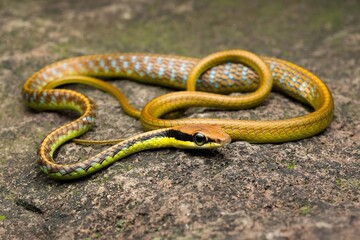 Fototapeta premium Colorful Snake on a Stone Surface in Nature