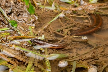 Snake in Brown Muddy Water Amidst Green Plants
