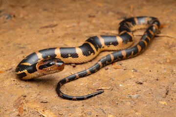 Fototapeta premium Snake on Ground with Unique Pattern and Colors