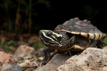 Obraz premium Striped Turtle on Rock in Natural Setting