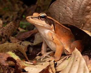 Obraz premium Colorful Frog Camouflaged in Leafy Environment