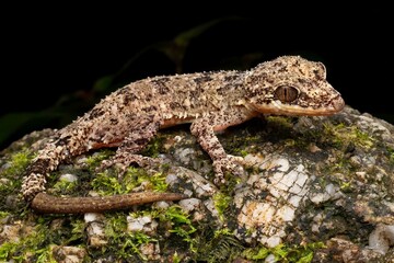 Gecko on Rock with Moss Background