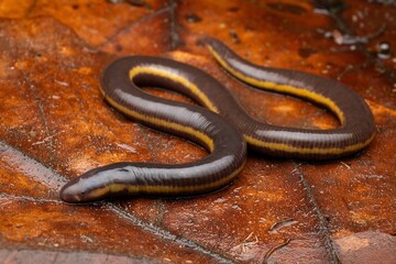 Obraz premium Smooth Brown Snake on Wet Leaves