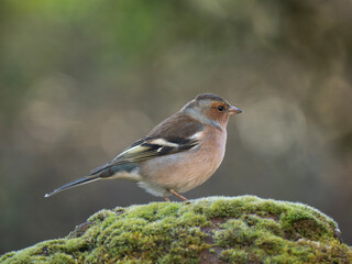 Buchfink (Fringilla coelebs)