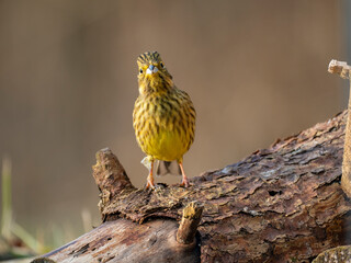 Goldammer (Emberiza citrinella)