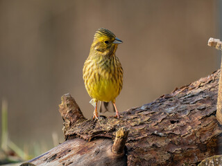 Goldammer (Emberiza citrinella)