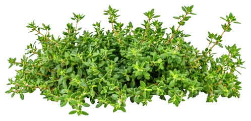 Obraz premium PNG Thyme herbal leaves herbs.
