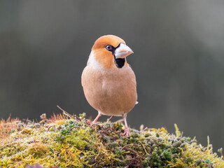 Kernbeißer (Coccothraustes coccothraustes)