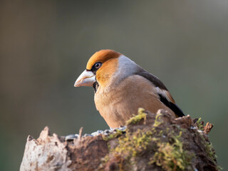 Obraz premium Kernbeißer&nbsp;(Coccothraustes coccothraustes)