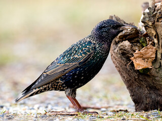 Star (Sturnus vulgaris)