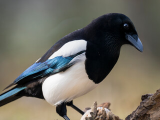 Obraz premium Elster (Pica pica) 