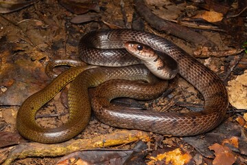 Fototapeta premium Close-Up of a Snake on Forest Floor