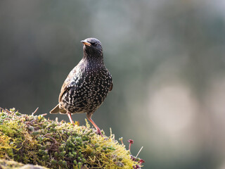 Star (Sturnus vulgaris)
