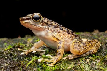 Fototapeta premium Close-Up of a Colorful Frog on Mossy Rock