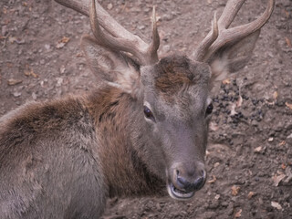 Close-up of a young pere deer showcasing its developing antlers and distinctive brown fur, offering a captivating glimpse into the unique features of this rare and majestic species