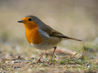 Rotkehlchen (Erithacus rubecula)