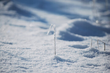 Frost-Covered Blade of Grass Bending in the Snowy Winter Landscape