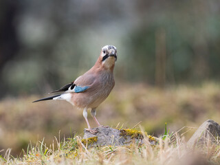 Eichelhäher (Garrulus glandarius)