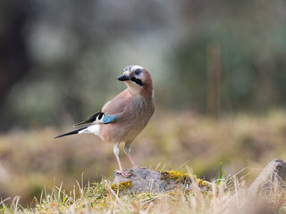 Eichelhäher (Garrulus glandarius)
