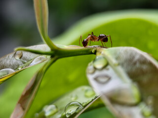 Ants on wet leaves after rain.