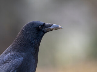 Rabenkrähe (Corvus corone)