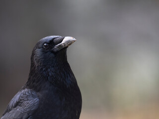 Rabenkrähe (Corvus corone)