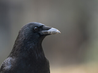 Fototapeta premium Rabenkrähe&nbsp;(Corvus corone)
