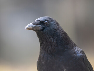 Rabenkrähe (Corvus corone)