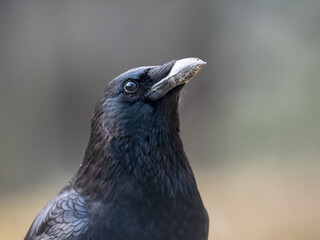 Rabenkrähe (Corvus corone)