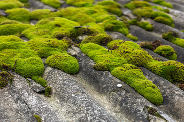 Shallow focus of a large moss section on a cottage roof. In constant shade,