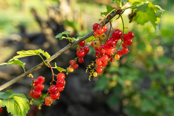 Ripe red currant in a summer garden. Ribes rubrum plant with ripe red berries