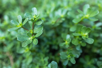 Purslane Portulaca oleracea, close-up in sunny outdoor