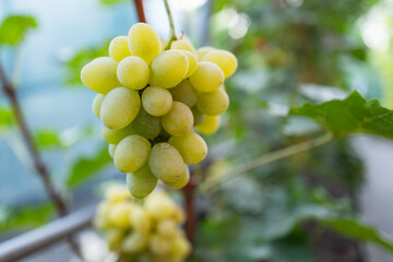 ripe purple grapes hanging on the vine in a vineyard, ready for harvest