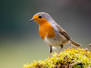 Rotkehlchen (Erithacus rubecula)